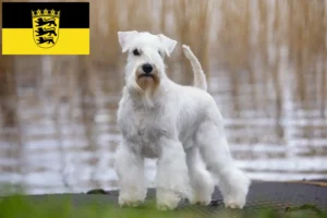 Lees meer over het artikel Schnauzer fokkers en pups in Baden-Württemberg