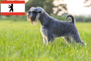 Lees meer over het artikel Schnauzer fokkers en pups in Berlijn