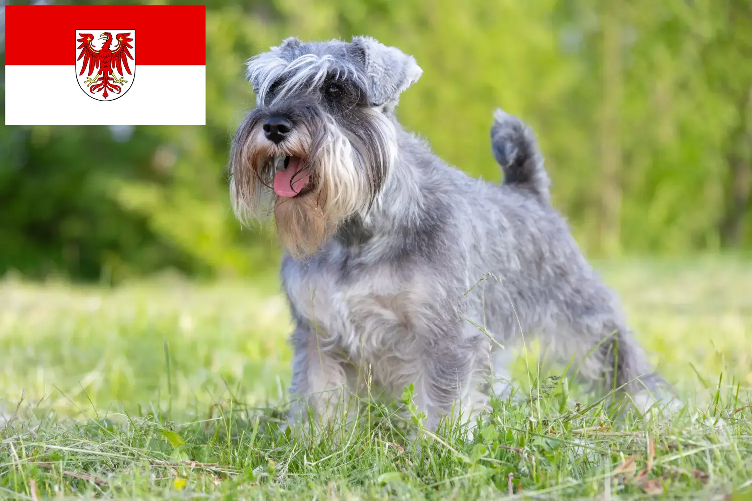 Schnauzer puppy's en fokkers Brandenburg Hier vind je Schnauzer fokkers in Brandenburg.