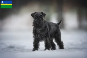 Lees meer over het artikel Schnauzer fokkers en pups in Flevoland
