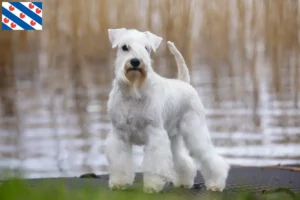 Lees meer over het artikel Schnauzer fokkers en pups in Friesland