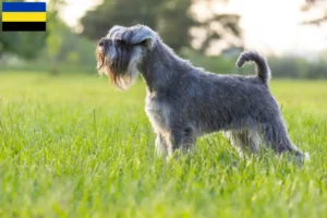 Lees meer over het artikel Schnauzer fokkers en pups in Gelderland