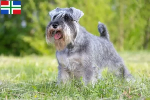Lees meer over het artikel Schnauzer fokkers en pups in Groningen