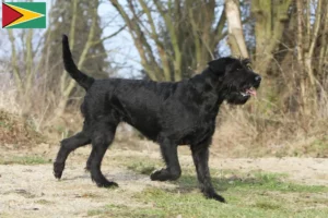 Lees meer over het artikel Schnauzer fokkers en pups in Guyana