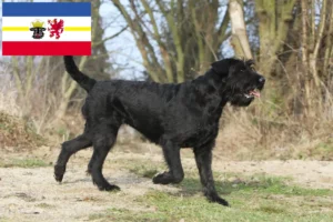 Lees meer over het artikel Schnauzer fokkers en pups in Mecklenburg-Vorpommern