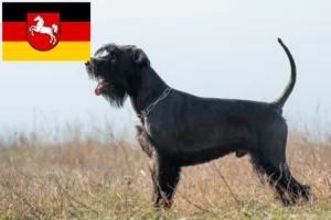 Lees meer over het artikel Schnauzer fokkers en pups in Nedersaksen