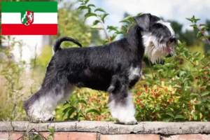 Lees meer over het artikel Schnauzer fokkers en pups in Noordrijn-Westfalen
