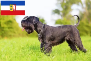 Lees meer over het artikel Schnauzer fokkers en pups in Sleeswijk-Holstein