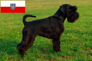 Lees meer over het artikel Schnauzer fokkers en pups in Thüringen