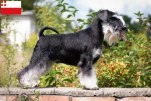 Lees meer over het artikel Schnauzer fokkers en pups in Utrecht