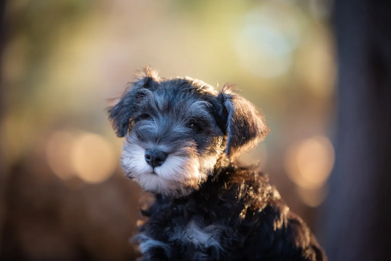 Een Schnauzer puppy kopen betekent verantwoordelijkheid nemen! Schnauzer puppy's kopen.