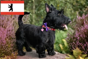Lees meer over het artikel Schotse Terrier fokkers en pups in Berlijn