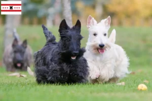 Lees meer over het artikel Schotse Terrier fokkers en pups in Drenthe