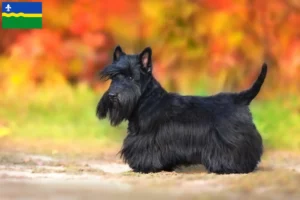 Lees meer over het artikel Schotse Terrier fokkers en puppies in Flevoland