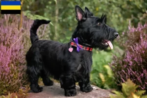 Lees meer over het artikel Schotse Terrier fokkers en pups in Gelderland
