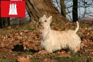 Lees meer over het artikel Schotse Terrier fokkers en pups in Hamburg