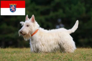 Lees meer over het artikel Schotse Terriër fokkers en pups in Hessen
