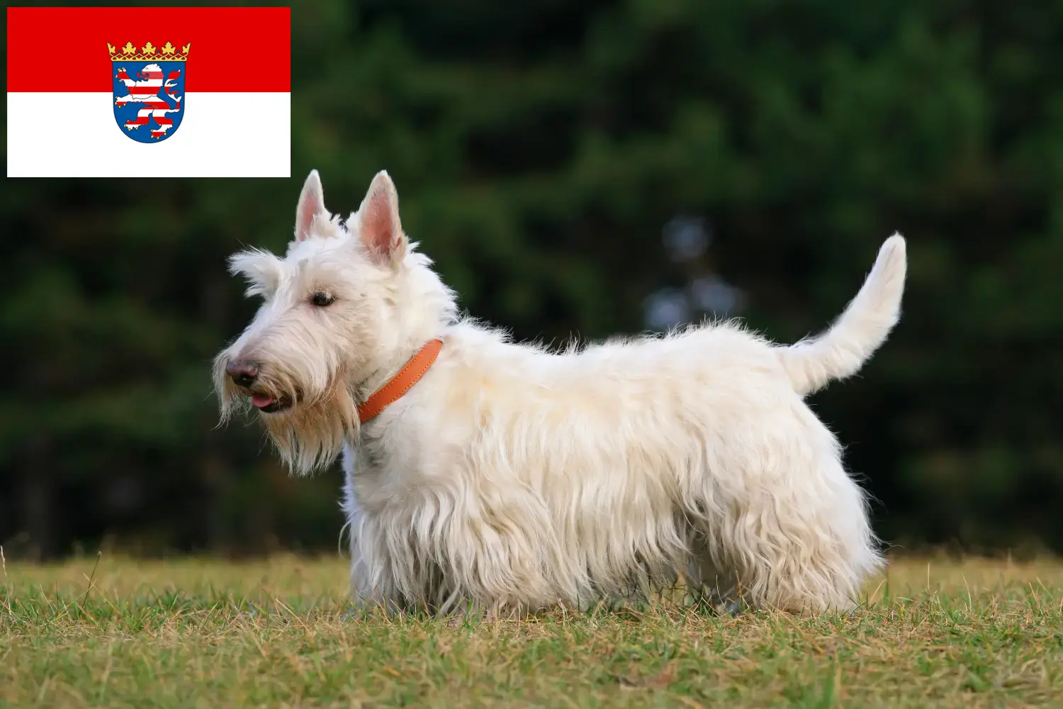 Schotse Terrier puppy's en fokkers Hessen Vind hier Schotse Terriër fokkers in Hessen.