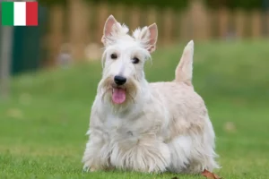 Lees meer over het artikel Schotse Terrier fokkers en puppies in Italië