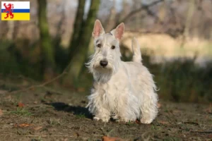 Lees meer over het artikel Schotse Terrier fokkers en pups in Limburg