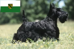 Lees meer over het artikel Schotse Terrier fokkers en pups in Saksen