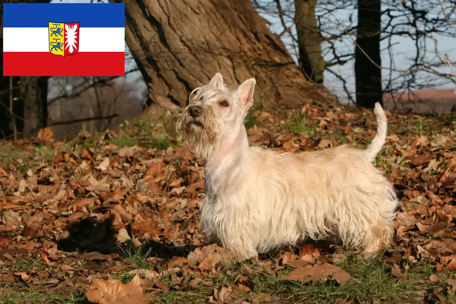 Lees meer over het artikel Schotse Terrier fokkers en pups in Sleeswijk-Holstein