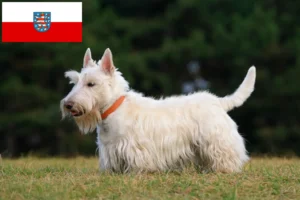 Lees meer over het artikel Schotse Terriër fokkers en pups in Thüringen