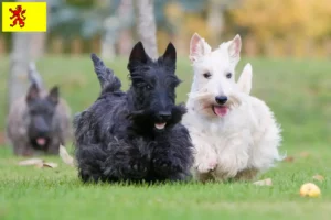 Lees meer over het artikel Schotse Terrier fokkers en pups in Zuid-Holland