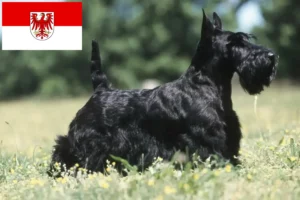 Lees meer over het artikel Schotse Terriër fokkers en pups in Brandenburg