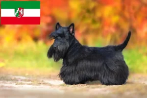 Lees meer over het artikel Schotse Terriër fokkers en pups in Noordrijn-Westfalen