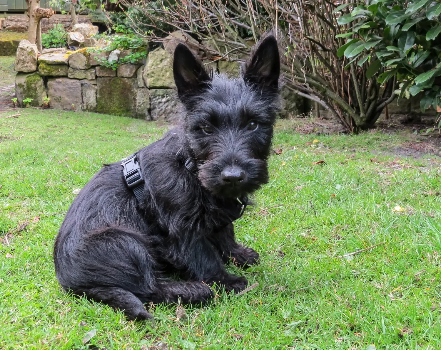 Een Schotse Terrier puppy kopen betekent verantwoordelijkheid nemen! Schotse Terrier puppy kopen.
