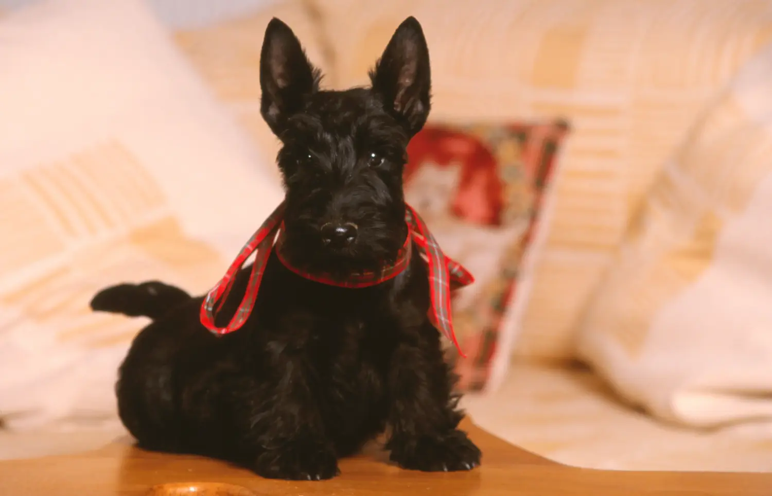 Een Schotse Terrier puppy kopen betekent verantwoordelijkheid nemen! Schotse Terrier puppy kopen.