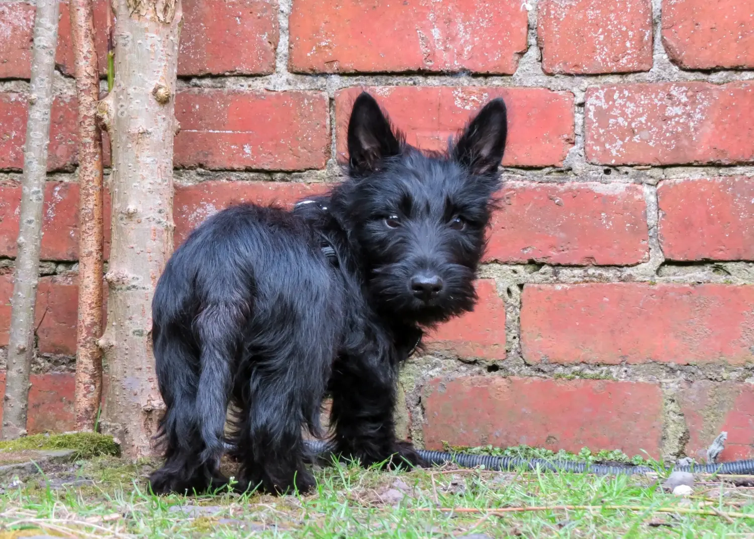Een Schotse Terrier puppy kopen betekent verantwoordelijkheid nemen! Schotse Terrier puppy kopen.