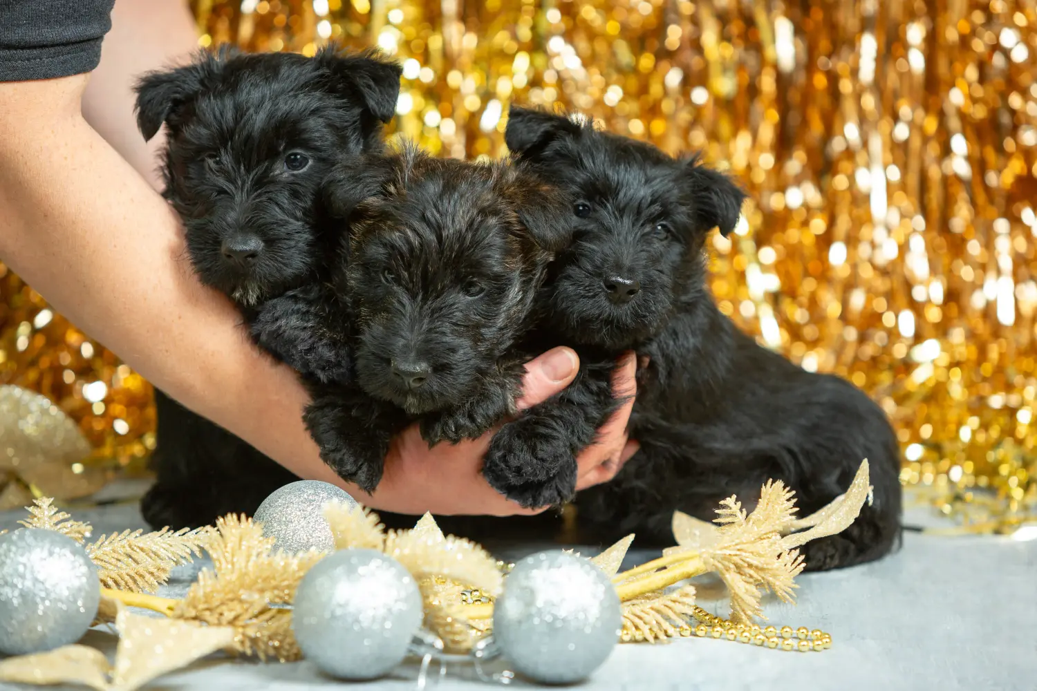Een Schotse Terrier puppy kopen betekent verantwoordelijkheid nemen! Schotse Terrier puppy kopen.
