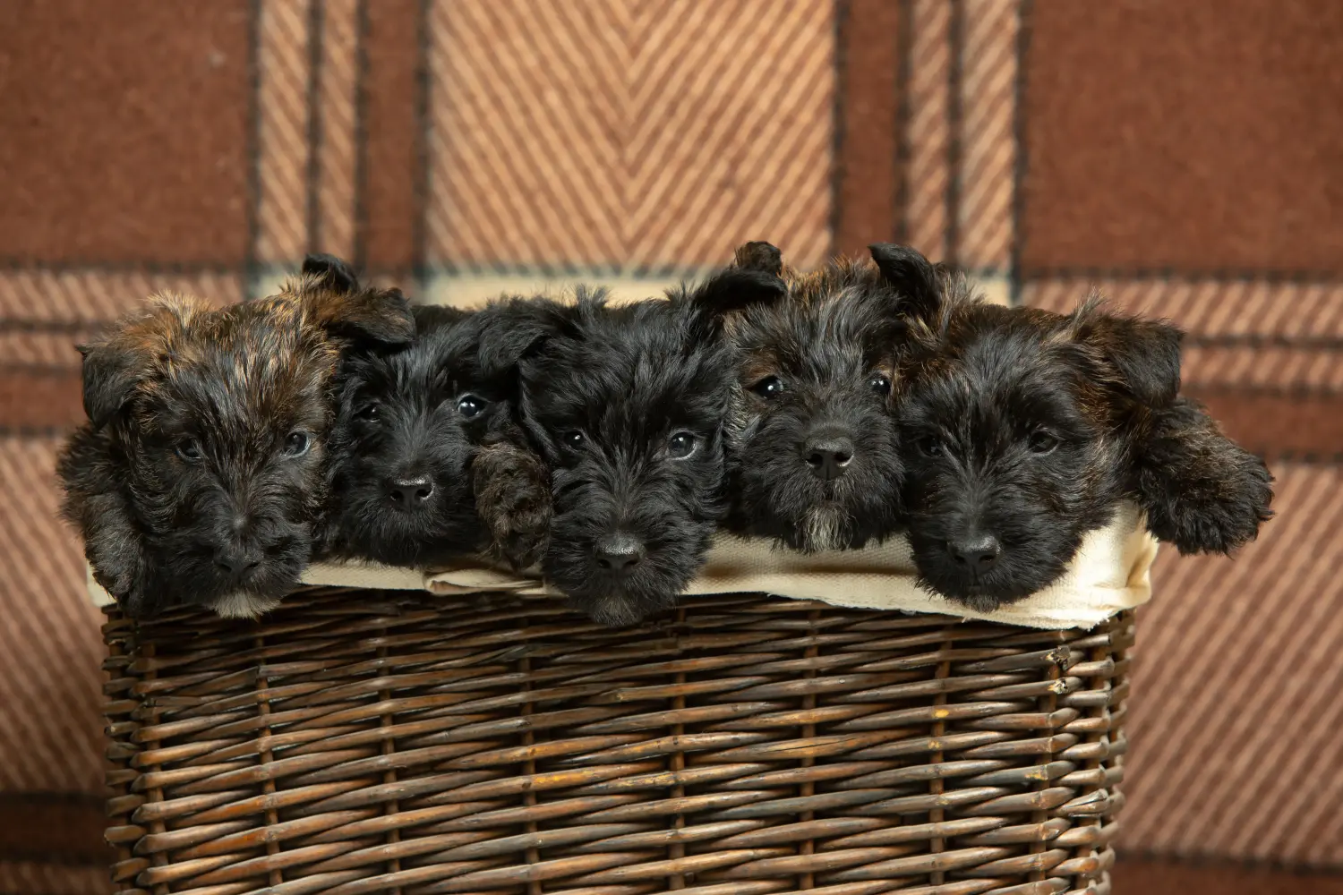 Een Schotse Terrier puppy kopen betekent verantwoordelijkheid nemen! Schotse Terrier puppy kopen.