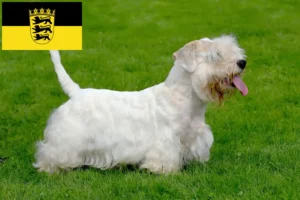 Lees meer over het artikel Sealyham Terrier fokkers en pups in Baden-Württemberg