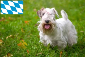 Lees meer over het artikel Sealyham Terrier fokkers en puppies in Beieren