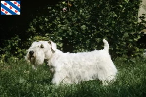 Lees meer over het artikel Sealyham Terrier fokkers en pups in Friesland