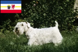 Lees meer over het artikel Sealyham Terrier fokkers en pups in Mecklenburg-Vorpommern