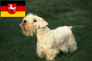 Lees meer over het artikel Sealyham Terrier fokkers en puppies in Nedersaksen