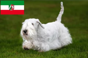 Lees meer over het artikel Sealyham Terrier fokkers en pups in Noordrijn-Westfalen