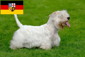 Lees meer over het artikel Sealyham Terrier fokkers en pups in Saarland