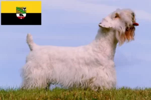 Lees meer over het artikel Sealyham Terrier fokkers en pups in Saksen-Anhalt
