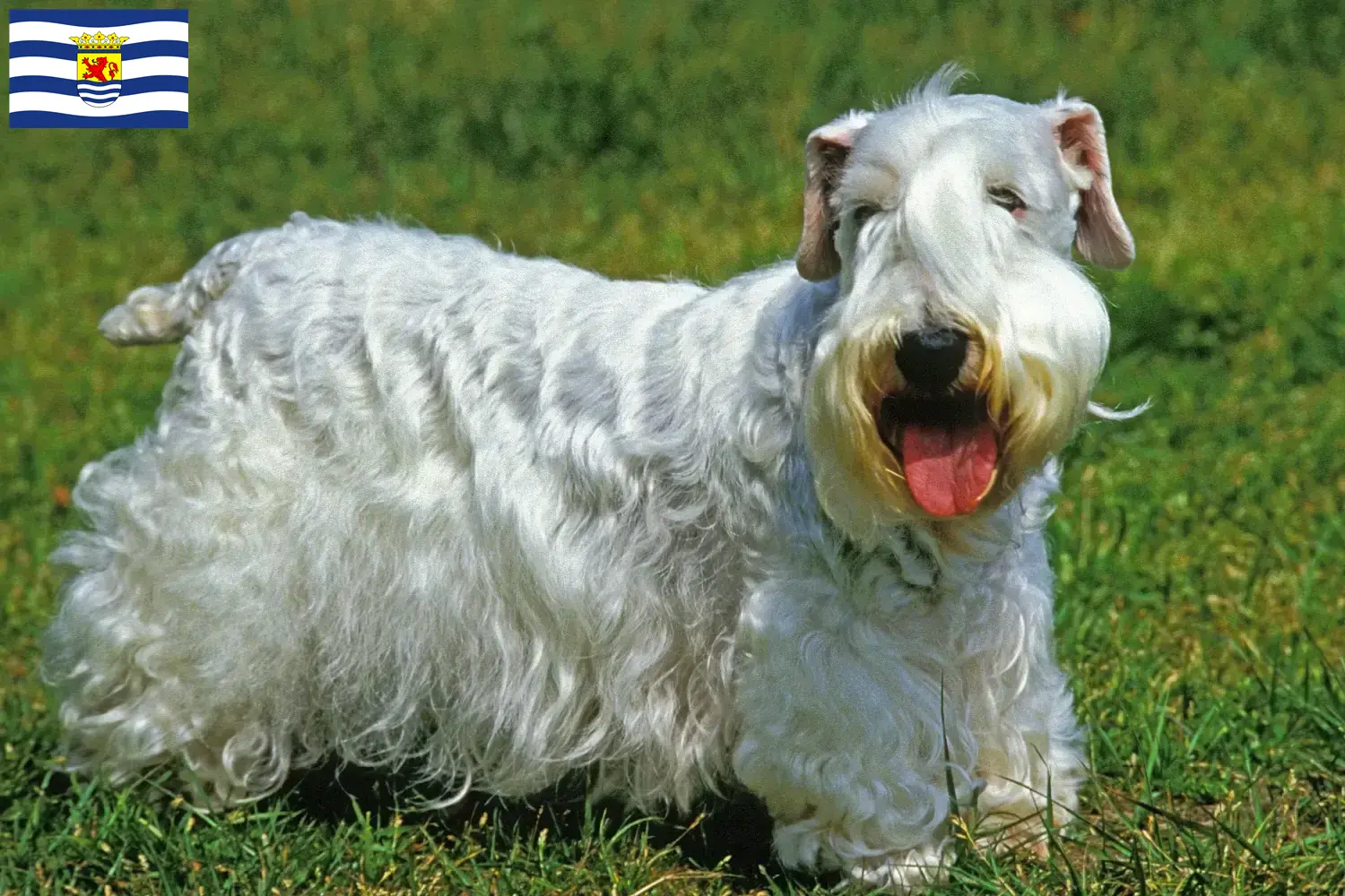 Sealyham Terrier pups en fokker Zeeland Zoek Sealyham Terrier fokkers in Zeeland.