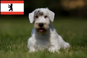 Lees meer over het artikel Sealyham Terrier fokkers en puppies in Berlijn