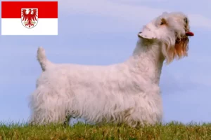 Lees meer over het artikel Sealyham Terrier fokkers en pups in Brandenburg