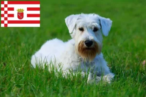 Lees meer over het artikel Sealyham Terrier fokkers en pups in Bremen