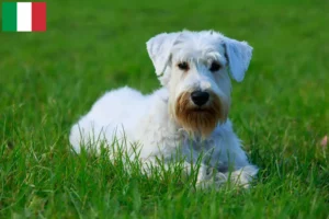 Lees meer over het artikel Sealyham Terrier fokkers en puppies in Italië