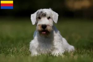 Lees meer over het artikel Sealyham Terrier fokkers en pups in Noord-Holland