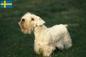 Lees meer over het artikel Sealyham Terrier fokkers en pups in Zweden